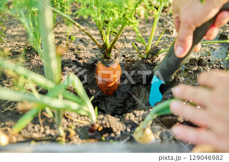 Close up of carrots in bed with spade, grown organically 129046982