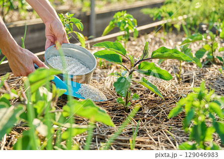 Close up of granulated fertilizers in hands, fertilizing eggplant plants Close up of granulated fertilizers in hands, fertilizing eggplant plants 129046983