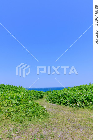 快晴の初夏：北見神威岬 129046989
