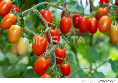 家庭菜園のミニトマト　アイコ 129047557
