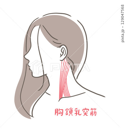 胸鎖乳突筋のイラスト素材 129047568