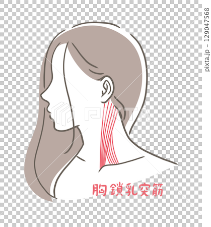胸鎖乳突筋のイラスト素材 129047568