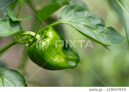畑のピーマン 畑のピーマン 129047659