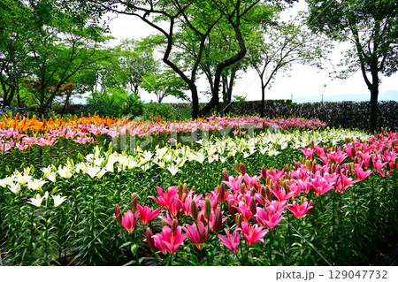 色鮮やかな満開のゆり園 129047732