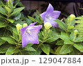 薬や食の用途もある秋の七草の1つ桔梗 129047884