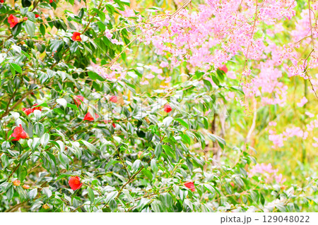 春の花畑 129048022