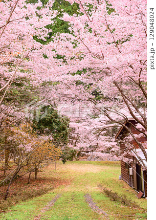 満開になった桜のトンネル 129048024