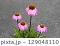 植えっぱなしでも長く咲くエキナセア 129048110