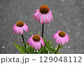 植えっぱなしでも長く咲くエキナセア 129048112