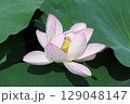 2千年前の種子から蘇った大賀ハス 129048147