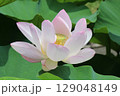 2千年前の種子から蘇った大賀ハス 129048149
