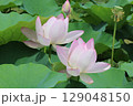 2千年前の種子から蘇った大賀ハス 129048150