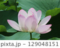 2千年前の種子から蘇った大賀ハス 129048151