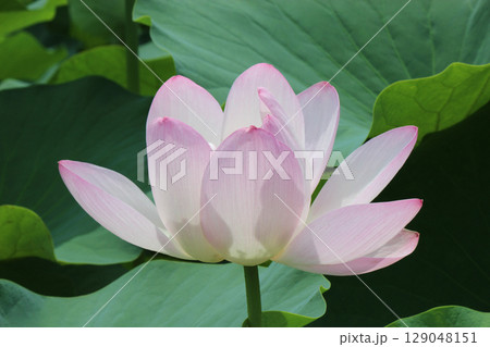 2千年前の種子から蘇った大賀ハス 129048151