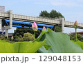 2千年前の種子から蘇った大賀ハス 129048153