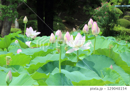 2千年前の種子から蘇った大賀ハス 129048154