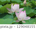 2千年前の種子から蘇った大賀ハス 129048155