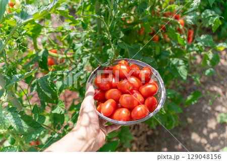 家庭菜園のミニトマト　アイコの収穫 129048156