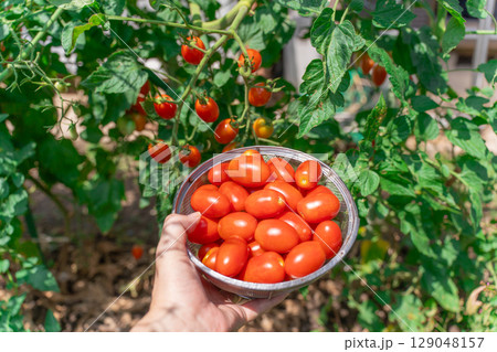 家庭菜園のミニトマト　アイコの収穫 129048157