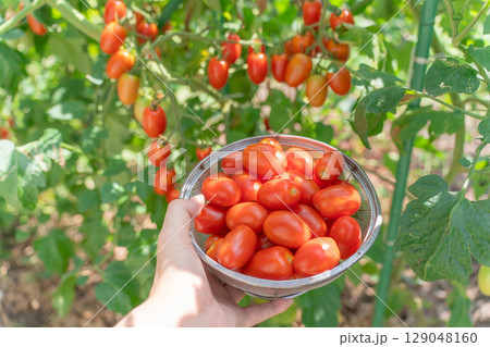 家庭菜園のミニトマト アイコの収穫 家庭菜園のミニトマト アイコの収穫 129048160