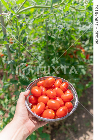 家庭菜園のミニトマト　アイコの収穫 129048161