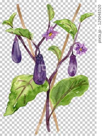 Eggplant in a home garden watercolor illustration 129048320