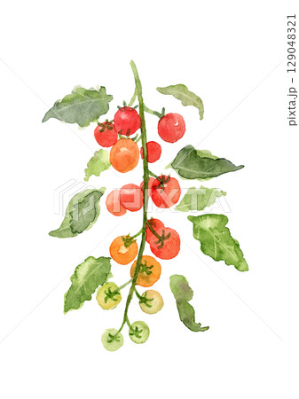 家庭菜園のミニトマト　水彩イラスト 129048321