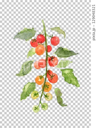 家庭花園櫻桃番茄的水彩插圖 129048321