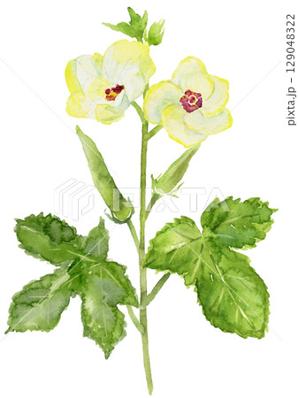 家庭菜園のオクラとオクラの花 水彩イラスト 家庭菜園のオクラとオクラの花 水彩イラスト 129048322