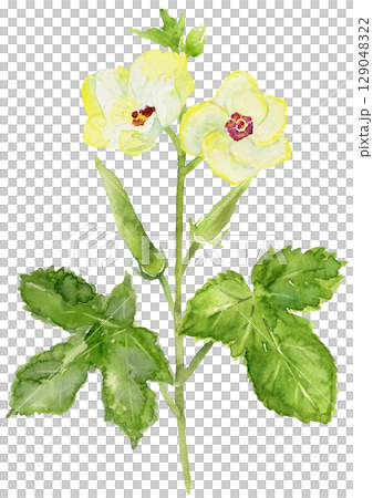 家庭花園水彩畫中的秋葵和秋葵花 129048322
