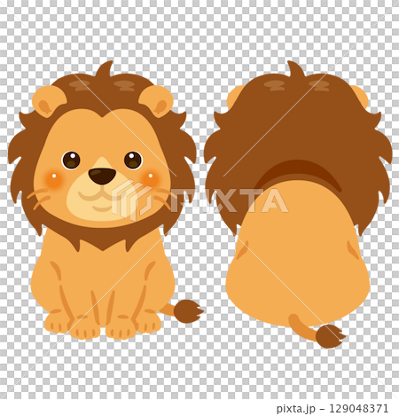 Sitting lion front and back illustration set 129048371