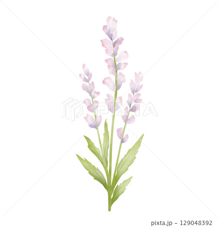 Purple flowers  129048392