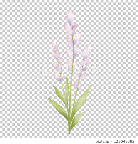 Purple flowers  129048392