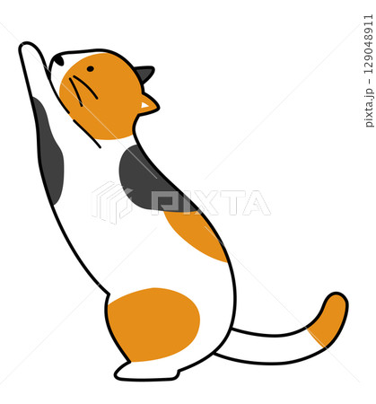 爪研ぎしている三毛猫のイラスト 爪研ぎしている三毛猫のイラスト 129048911