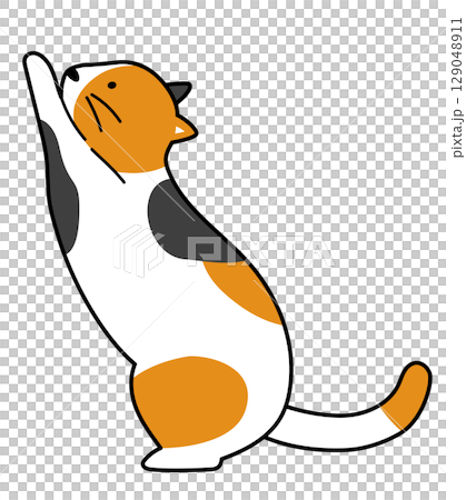 爪研ぎしている三毛猫のイラスト 爪研ぎしている三毛猫のイラスト 129048911