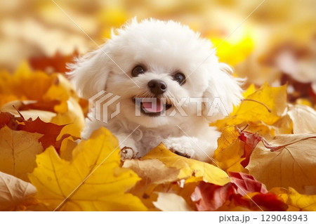 落ち葉に包まれて笑顔を見せる白い犬の秋時間 129048943
