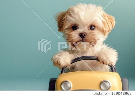 小さなドライバー気分の子犬が運転席からこんにちは 小さなドライバー気分の子犬が運転席からこんにちは 129048965