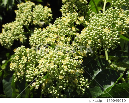 夏に咲く「カラスザンショウ」の花 夏に咲く「カラスザンショウ」の花 129049010