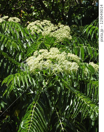 夏に咲く「カラスザンショウ」の花 夏に咲く「カラスザンショウ」の花 129049014