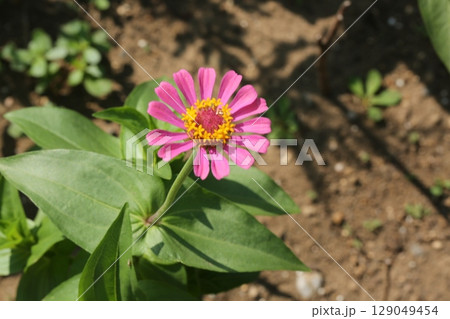 富士見公園を歩いた 富士見公園を歩いた 129049454