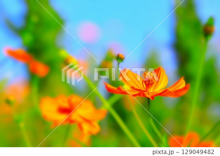 開花した鮮やかなオレンジ色の黄花コスモス 129049482