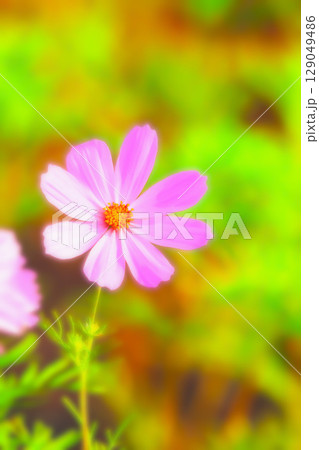 開花した可憐なピンクのコスモスの花 129049486