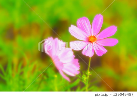 開花した爽やかなピンクのコスモスの花 129049487
