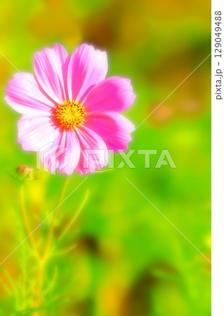 開花した一輪のコスモスの花 129049488