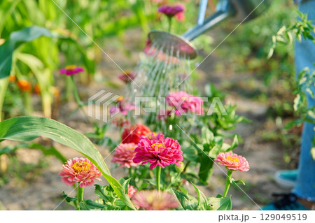 Close-up of watering can in hands watering zinnia flowers in summer garden 129049519