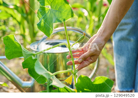 Close up of cucumber plants growing on mulched straw, woman's hands showing small cucumber 129049520