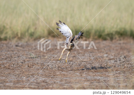 White eyed buzzard or Butastur teesa at tal chhapar blackbuck sanctuary rajasthan india. wild bird of prey face expression with full wingspan and eye contact taking off or flight from ground White eyed buzzard or Butastur teesa at tal chhapar blackbuck sanctuary rajasthan india. wild bird of prey face expression with full wingspan and eye contact taking off or flight from ground 129049654