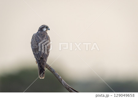 Laggar falcon or Falco jugger an angry and migratory bird Sitting on perch with green background during winter morning in an open grass field of tal chhapar blackbuck sanctuary rajasthan india asia 129049658