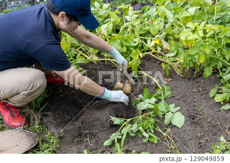 ジャガイモの収穫　品種：キタカムイ 129049859