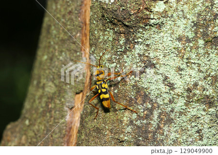 地衣類に覆われた大木を登る黒と黄色のヨツスジトラカミキリ成虫(自然環境下マクロ撮影) 地衣類に覆われた大木を登る黒と黄色のヨツスジトラカミキリ成虫(自然環境下マクロ撮影) 129049900